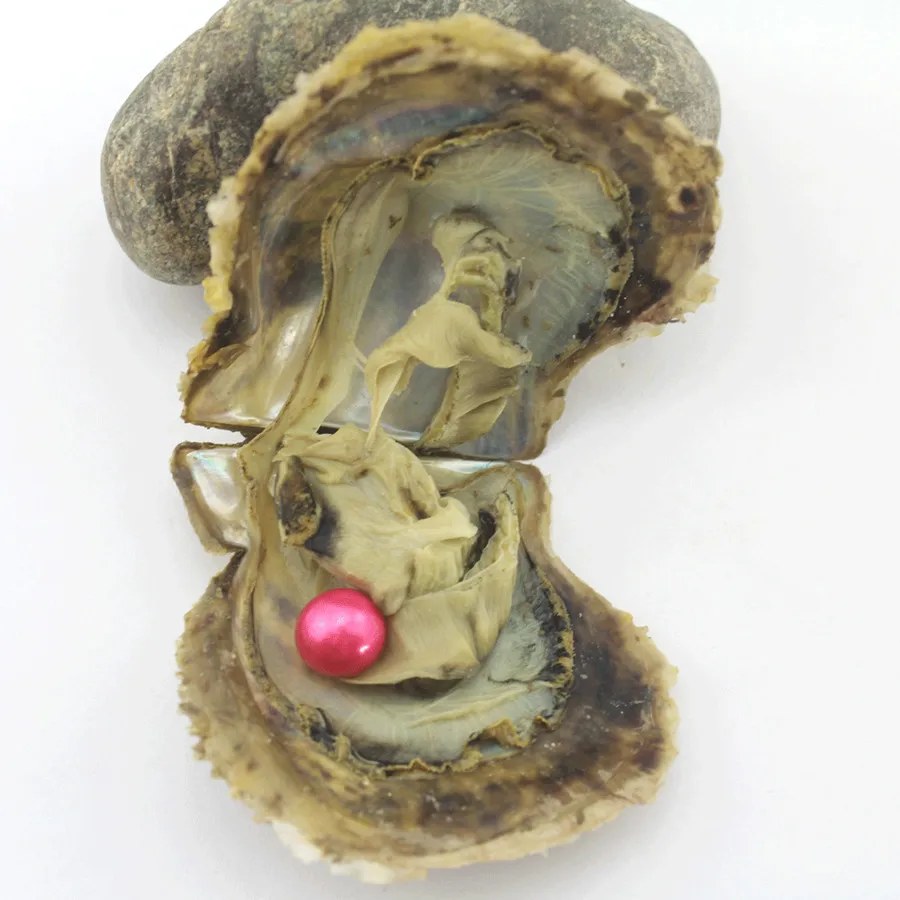 Akoya Oysters 5 бр./лот Edison голям кръг перли естествени перли в морската устрице с вакуумна опаковка направи си САМ Бижута P0018 Изображение 2 