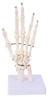 Изискан модел на ставата на ръката модел кости на ръката модел на човешки кости модел кости на ръката